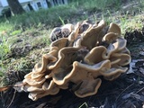 Meripilus sumstinei image
