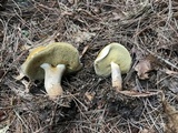 Xanthoconium affine image