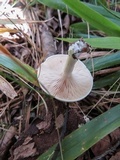 Clitopilus prunulus image
