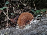 Phellinus gilvus image