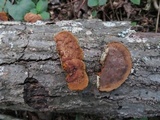 Phellinus gilvus image