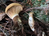 Tapinella atrotomentosa image