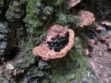 Phellinus gilvus image