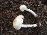 Agaricus arvensis image