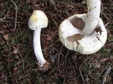 Agaricus arvensis image