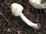 Agaricus arvensis image