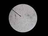 Agaricus arvensis image
