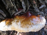 Ganoderma polychromum image