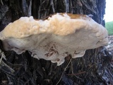 Ganoderma polychromum image