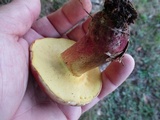 Baorangia bicolor image
