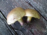 Baorangia bicolor image