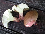 Baorangia bicolor image