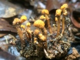 Ophiocordyceps ferruginosa image