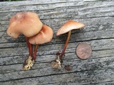 Marasmius lachnophyllus image