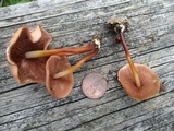 Marasmius lachnophyllus image