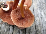 Marasmius lachnophyllus image