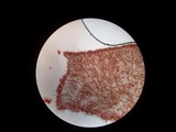 Marasmius lachnophyllus image