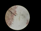 Marasmius lachnophyllus image