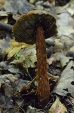 Aureoboletus russellii image