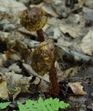 Aureoboletus russellii image
