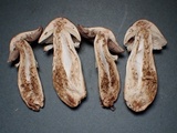 Agaricus bresadolanus image