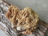 Ramaria flava image