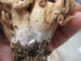 Ramaria flava image