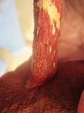 Butyriboletus frostii image