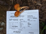 Gymnopilus penetrans image