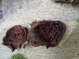 Inocutis rheades image