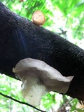 Auricularia fuscosuccinea image