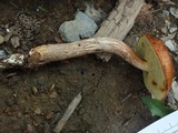Boletus longicurvipes image