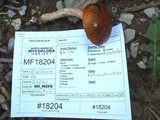 Boletus longicurvipes image