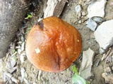 Boletus longicurvipes image