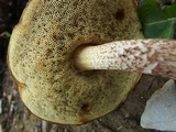 Boletus longicurvipes image