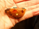 Boletus longicurvipes image