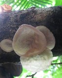 Auricularia fuscosuccinea image