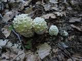 Amanita velatipes image