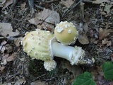Amanita velatipes image