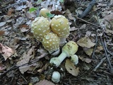 Amanita velatipes image