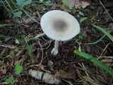Amanita sect. Vaginatae image