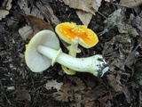 Amanita frostiana image