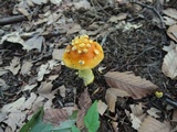 Amanita frostiana image