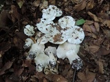 Hygrophorus sordidus image