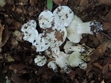 Hygrophorus sordidus image
