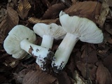 Hygrophorus sordidus image