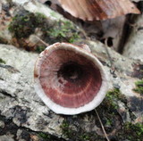 Hydnellum concrescens image