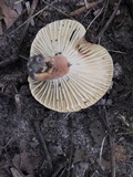 Lactifluus hygrophoroides image