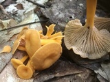 Cantharellus ignicolor image