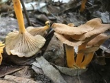 Cantharellus ignicolor image